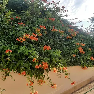 Bed & Breakfast The Orange Groove, Bari